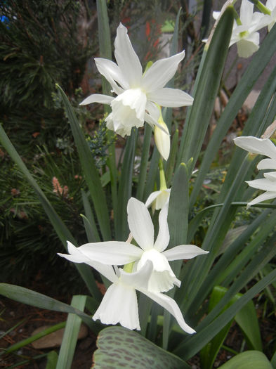 Narcissus Thalia (2014, April 03)