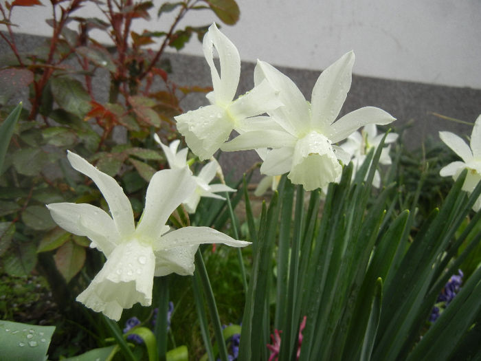 Narcissus Thalia (2014, April 03) - Narcissus Thalia