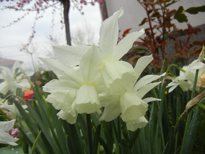 Narcissus Thalia (2014, April 03)