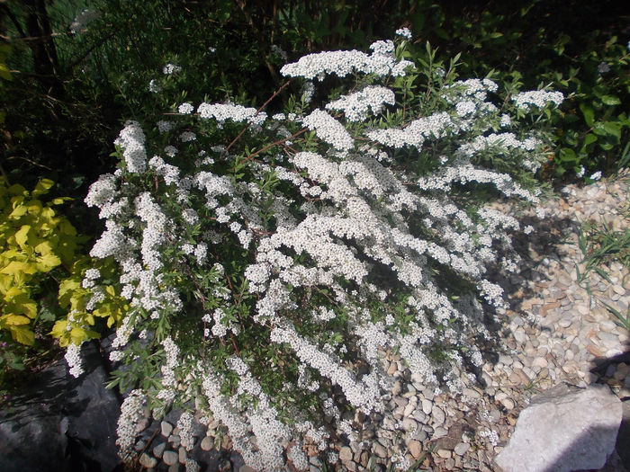 spirea - 2014