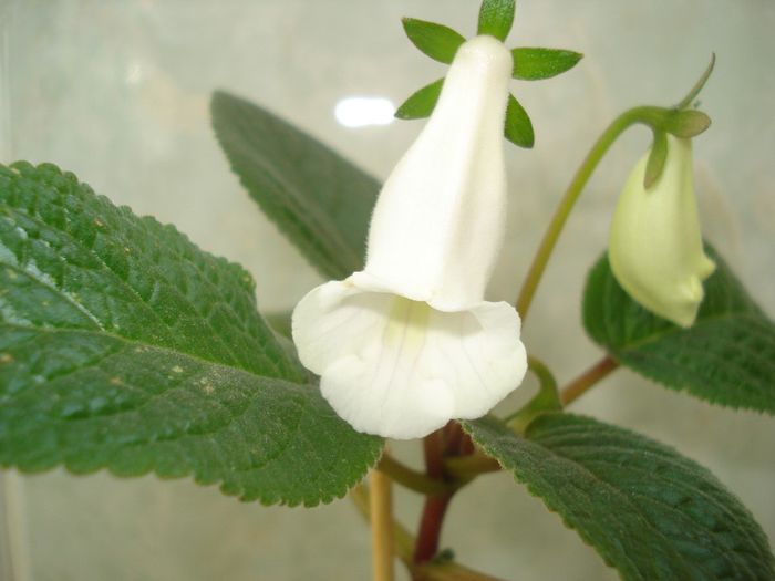 Eumorpha