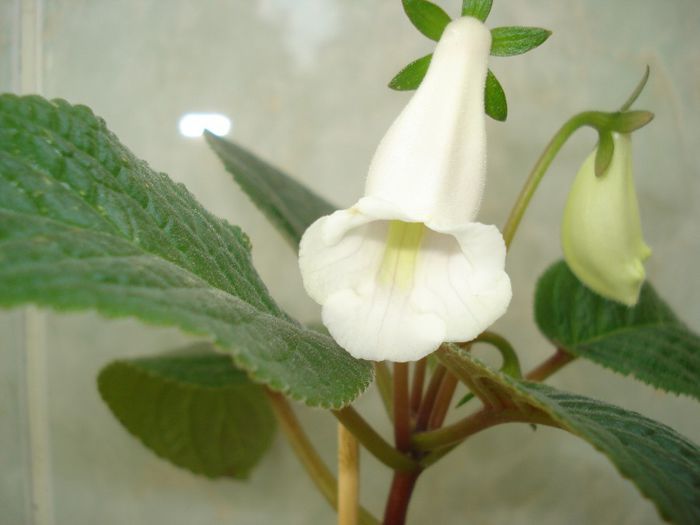 Eumorpha
