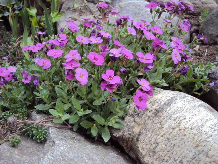 DSC02521 - Stancarie