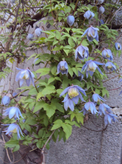 Harnicuta Alpina Cyanea - 1 Clematite 2014