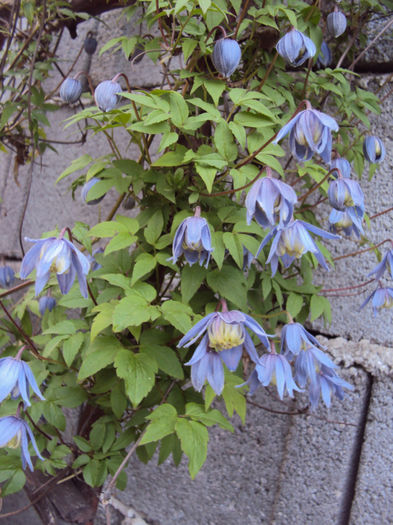 DSC02609 - 1 Clematite 2014