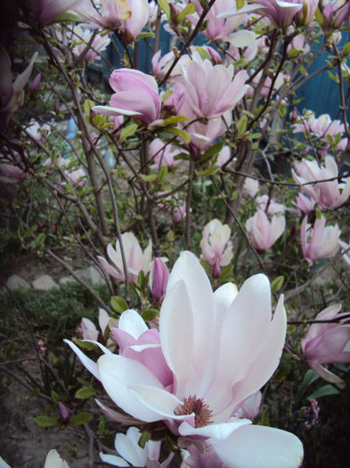 DSC02556 - 2014 Gradina