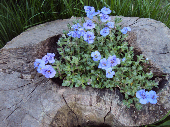 aubrieta - 2014 Gradina