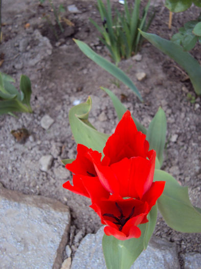 DSC02588 - 2014 Gradina