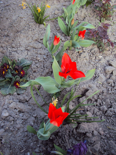 DSC02589 - 2014 Gradina