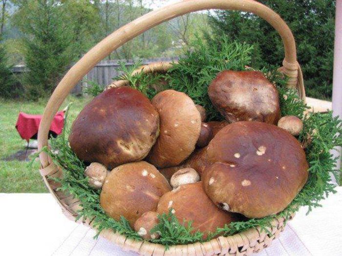 10152644_700304420034393_892201455_n - Viata la tara