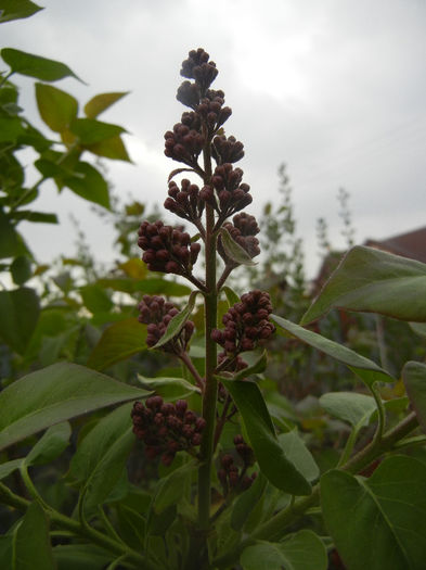Syringa vulgaris_Lilac (2014, April 01) - Syringa vulgaris Lilac