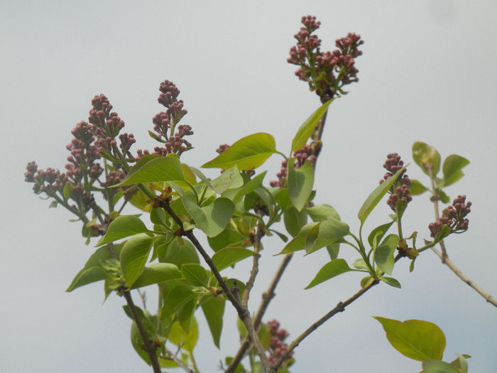 Syringa vulgaris_Lilac (2014, April 03) - Syringa vulgaris Lilac