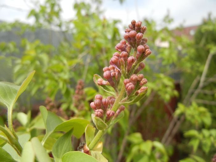 Syringa vulgaris_Lilac (2014, April 03) - Syringa vulgaris Lilac