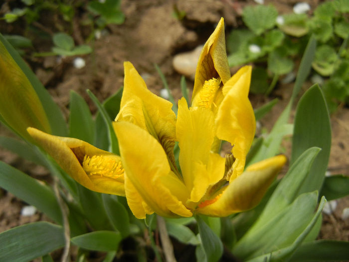 Iris pumila Yellow (2013, April 02) - Iris pumila Yellow