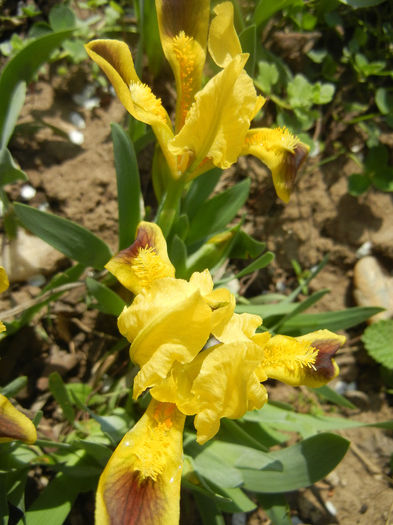 Iris pumila Yellow (2013, April 03)