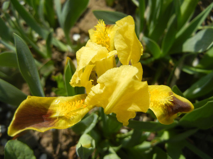 Iris pumila Yellow (2013, April 03) - Iris pumila Yellow