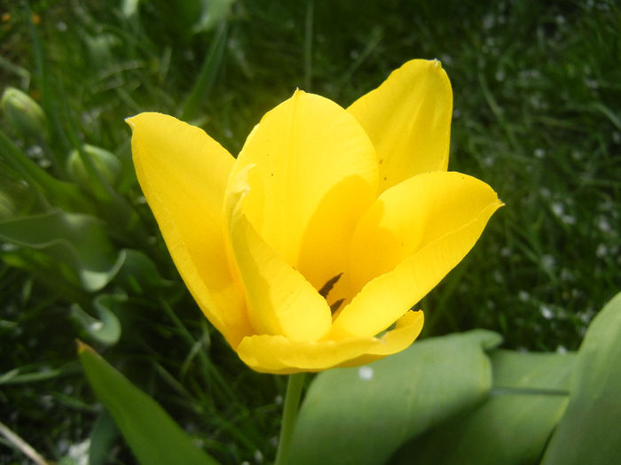 Tulipa Candela (2014, April 03) - Tulipa Candela