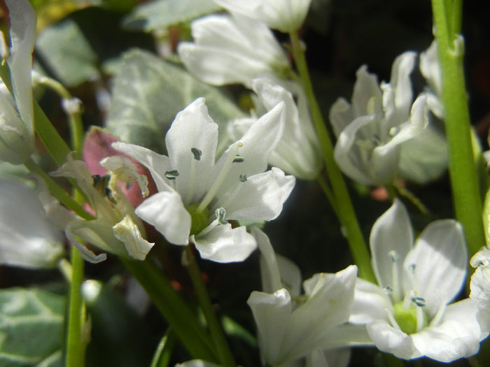 Scilla tubergeniana (2014, March 20) - SCILLA Tubergeniana_White Sq