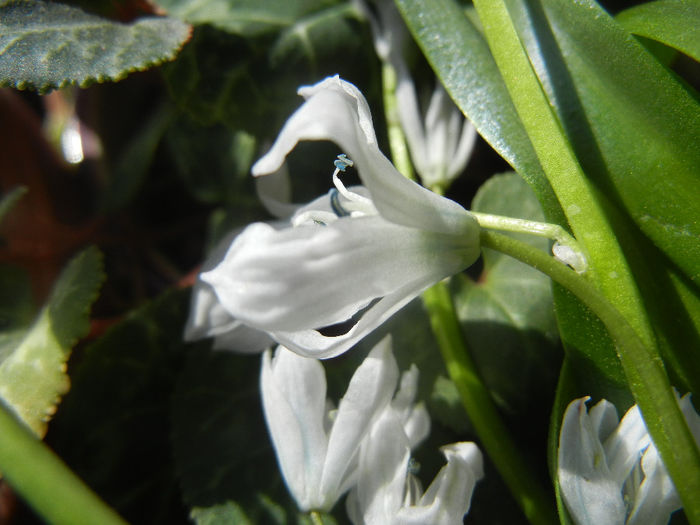 Scilla tubergeniana (2014, March 20) - SCILLA Tubergeniana_White Sq