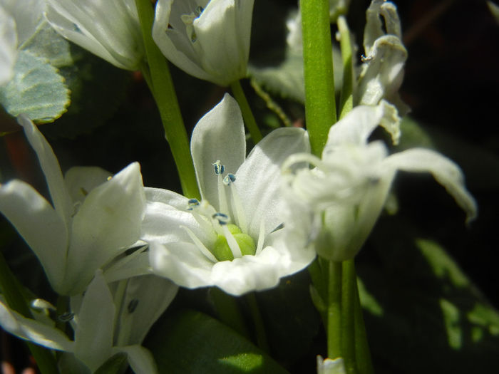 Scilla tubergeniana (2014, March 20)