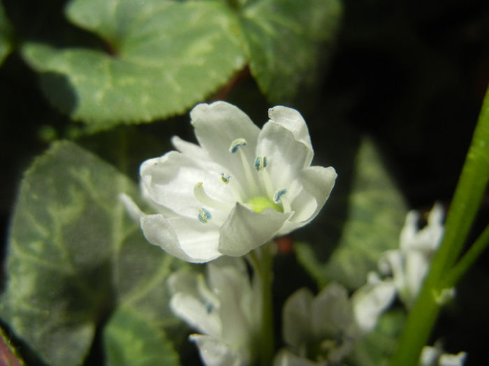 Scilla tubergeniana (2014, March 20) - SCILLA Tubergeniana_White Sq