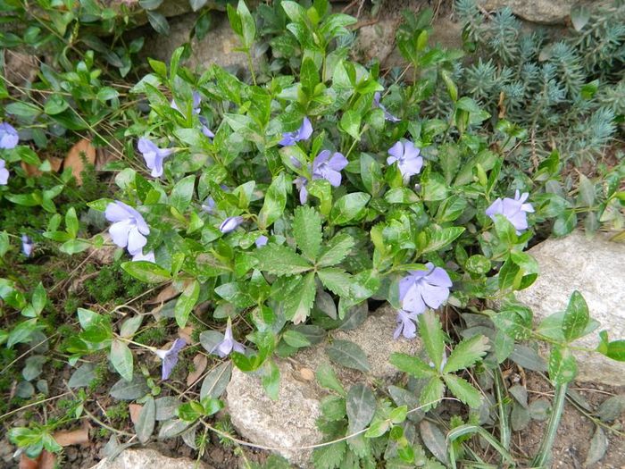 vinca in plina floare - aprilie