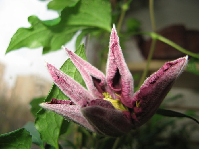 Clematis Niobe