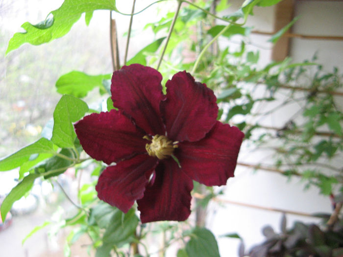 Clematis Niobe
