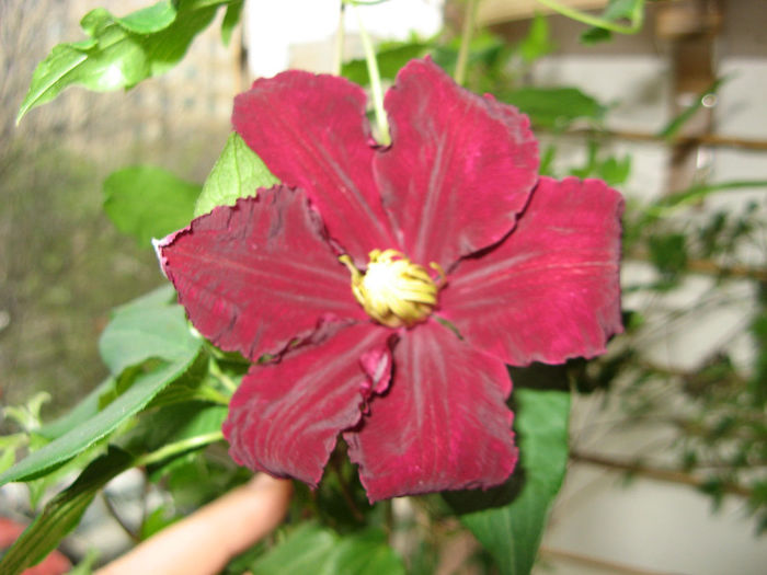 Clematis Niobe - Flori 2014