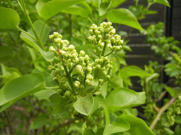 White Lilac Tree (2014, April 03)