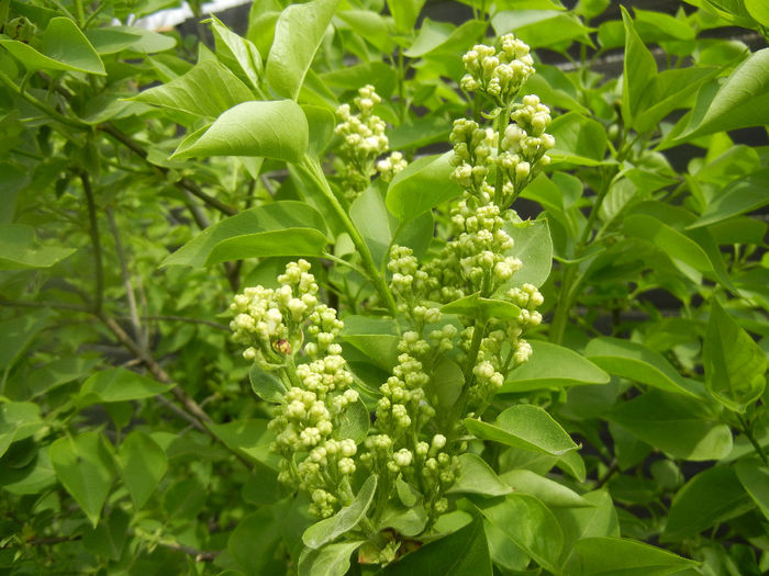 White Lilac Tree (2014, April 03)