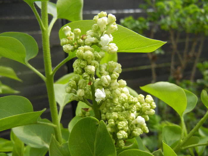 White Lilac Tree (2014, April 03) White Lilac Tree (2014, April 03)