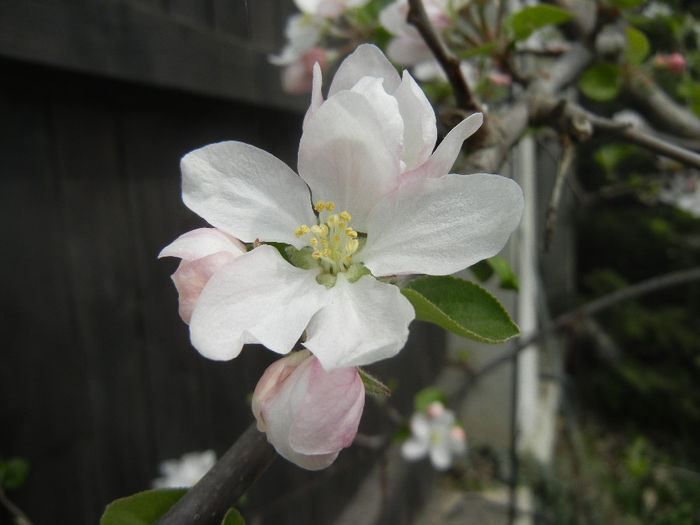 Apple Blossom_Flori mar (2014, April 03)