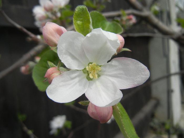 Apple Blossom_Flori mar (2014, April 03)