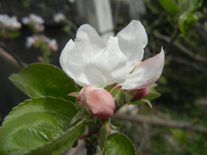 Apple Blossom_Flori mar (2014, April 03)