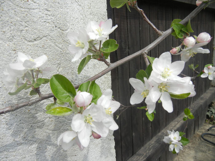 Apple Blossom_Flori mar (2014, April 03)