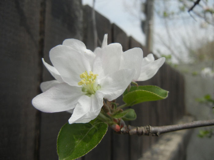 Apple Blossom_Flori mar (2014, April 03)