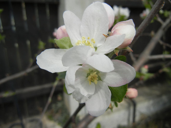 Apple Blossom_Flori mar (2014, April 03)