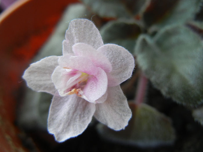 Pink African Violet (2014, April 03) - Saintpaulia Pink