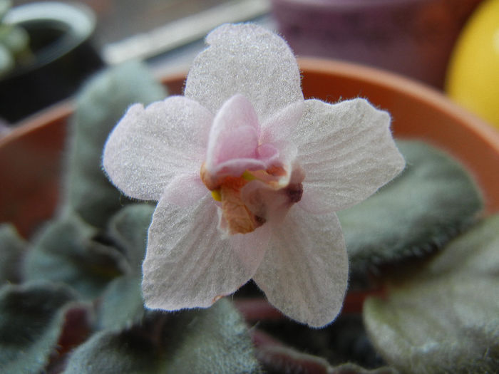 Pink African Violet (2014, April 03) - Saintpaulia Pink