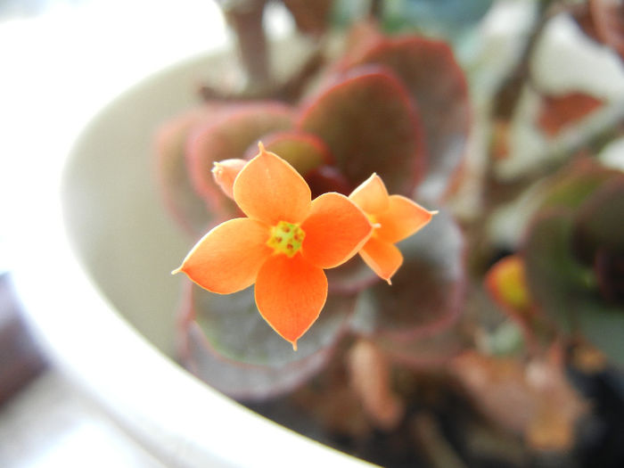 Kalanchoe Orange (2014, April 03) - Kalanchoe Orange