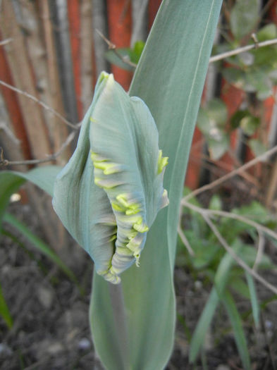 Tulipa Parrot (2014, April 03) - CLASS 10_PARROT Tulips