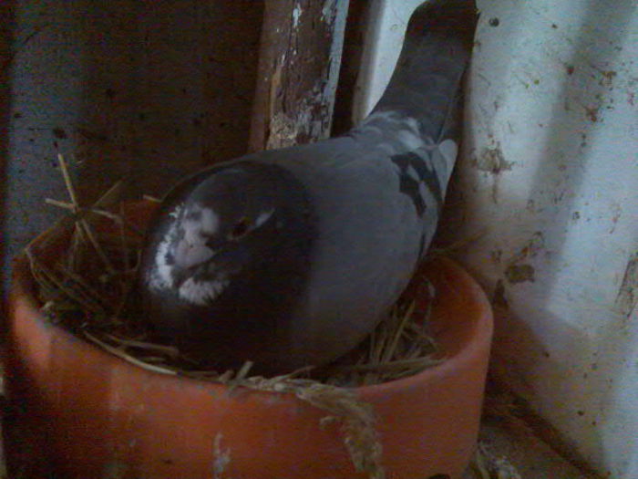 Báltata pe ouá 02.04.12 mama crescatoriei mele.; JAN Aarden linie pura,de la IZDREA PETRE.
