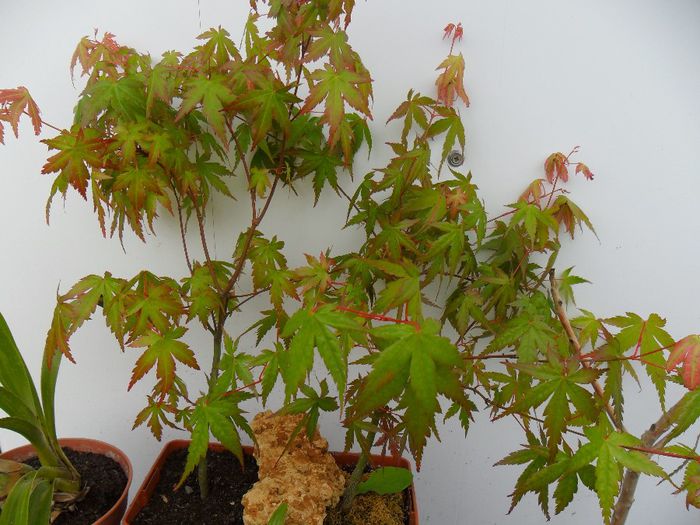 pre-bonsai de acer infrunziti - Cateva plante din colectia personala din gradina si altele la vanzare