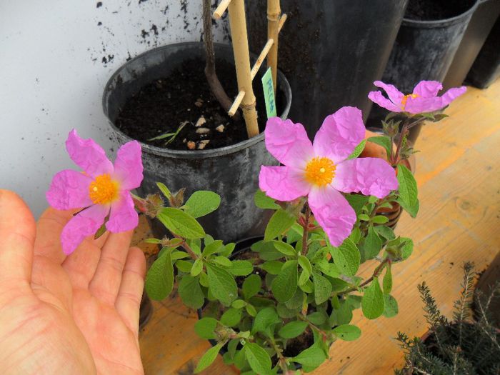 cistus incanus medicinala - Cateva plante din colectia personala din gradina si altele la vanzare