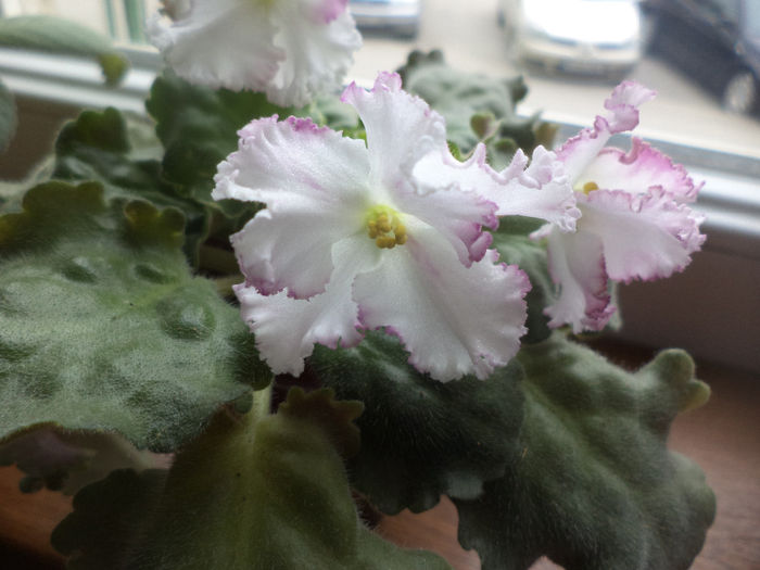 DSC00984 - violete 2014