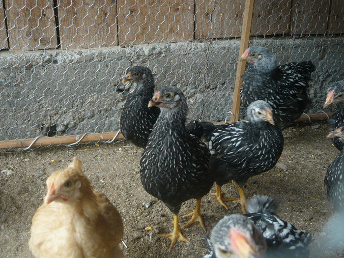 puicute din ianuarie