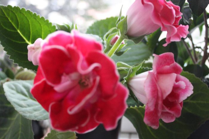 IMG_1484 - 2014 aprilie