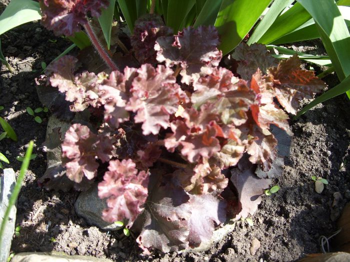 Heuchera primavara