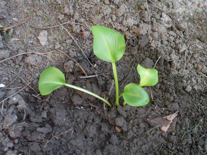 hosta